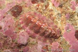 Tonicella_marmorea00022