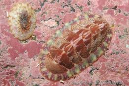 Tonicella_marmorea00020