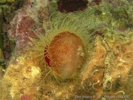 ctenoides_scabra_fa2