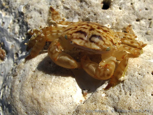 Crabe bleu pélagique