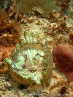 discosoma_neglecta_fa1