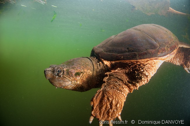 Tortue serpentine