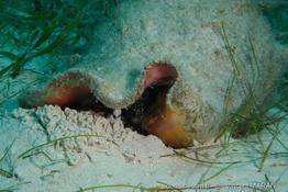 lobatus_gigas_vm2