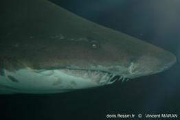 Carcharias_taurus_0982_naa_V_MARAN