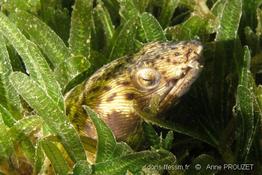 ophichthus_ophis_apr1