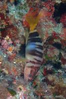 serranus_scriba-8vl