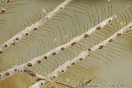 hydrozoanthus_tunicans_ag1