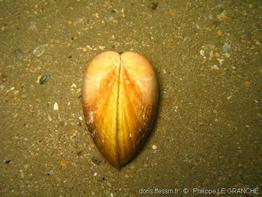 laevicardium_crassum-pl-02