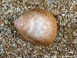 Laevicardium_oblongum-fran123