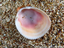 Laevicardium_oblongum-fran152