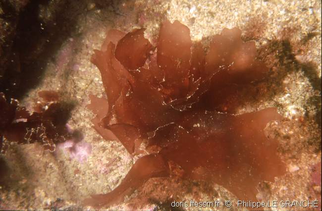 Polyneure veinée