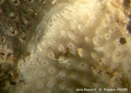 plagioecia_sarniensis-fa44