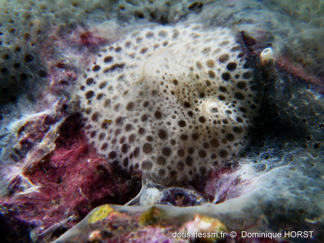 Lamellaire discrète