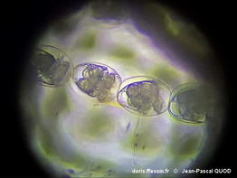 Lamprohaminoea_cymbalum-jpqu130