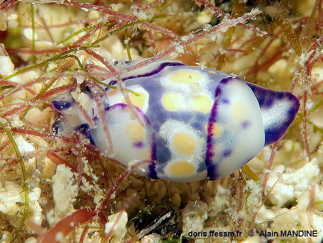 Lamprohaminoea_ovalis-alma20122025