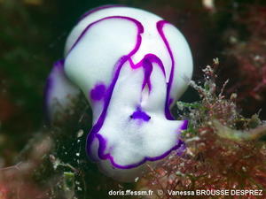 Lamprohaminoea_ovalis-vabd001