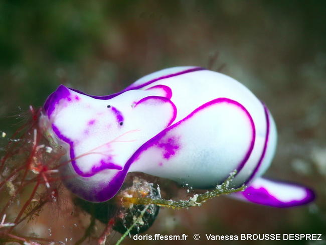 Lamprohaminoea_ovalis-vabd180