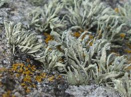 ramalina_siliquosa-bb1