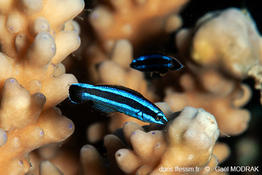Larabicus_quadrilineatus-gmd1