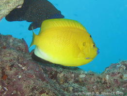 apolemichthys_trimaculatus-slb2