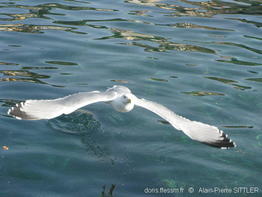 larus_michahellis-aps102