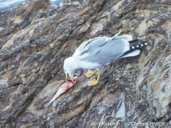 larus_michahellis-cr8