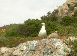 larus_michahellis-fa2