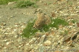 larus_michahellis-fa3