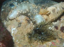 pawsonia_saxicola-vm1