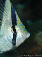 chaetodon-striatus-ag001