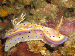 chromodoris_kuniei-aps213
