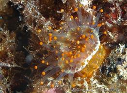 corynactis_caribbeorum_ag1