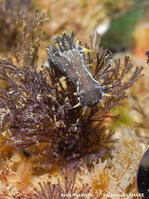 polycera_hedgpethi_vela245