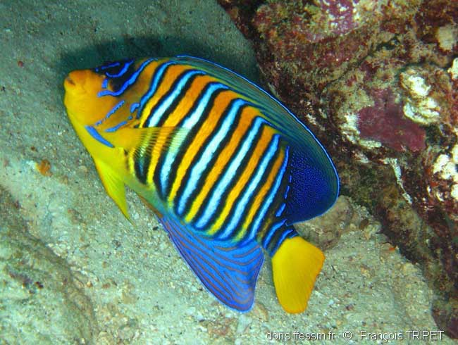 Poisson-ange duc