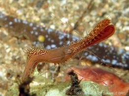 leander_plumosus-slb