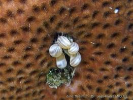 Lebrunia coralligens_JPMIQUEL