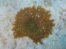 actinostella_flosculifera_fa1