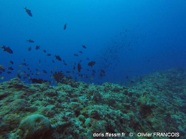 lelichthys_niger-fo11