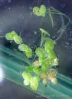 lemna_minuta-pno-20