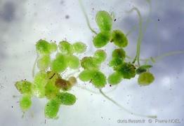 lemna_minuta-pno-30