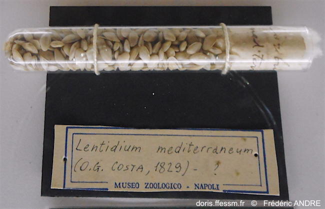 lentidium_mediterraneum-fran126