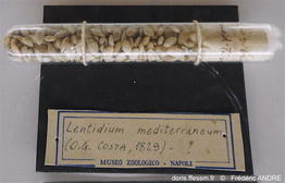 lentidium_mediterraneum-fran126