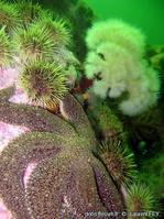 leptasterias_polaris-lf1001