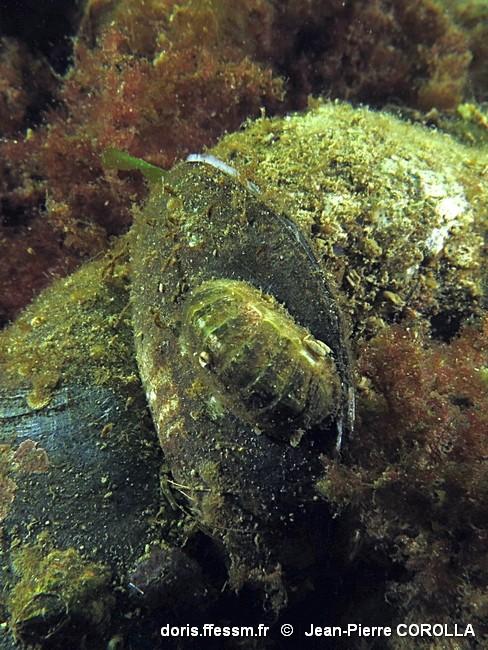 Leptochiton_asellus_jpc_01