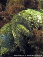 Leptochiton_asellus_jpc_01