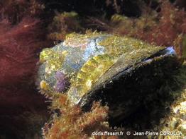 Leptochiton_asellus_jpc_02