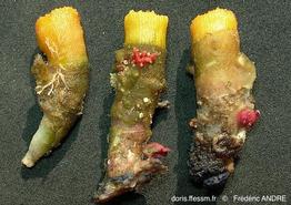 leptopsammia_pruvoti-puellina_radiata-fa5