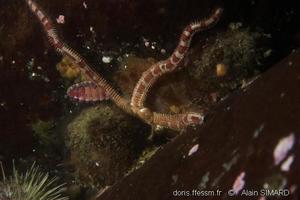 Ophiopholis_aculeata00504