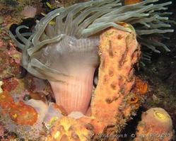 condylactis_gigantea_apr3