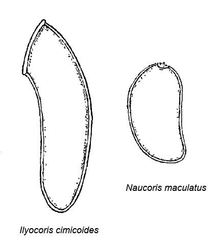ilyocoris_cimicoides-fdf61-1